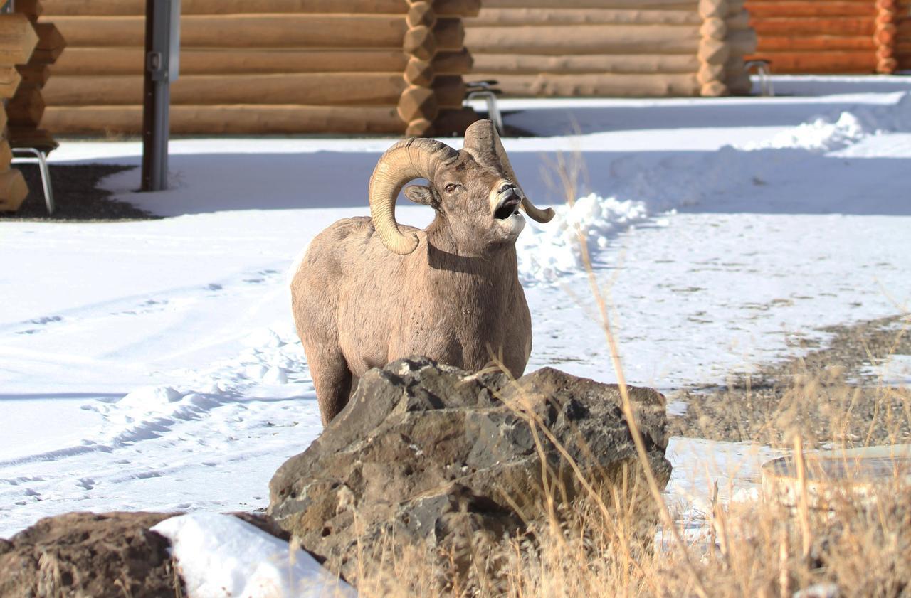 גרדינר The Roosevelt Hotel - Yellowstone מראה חיצוני תמונה